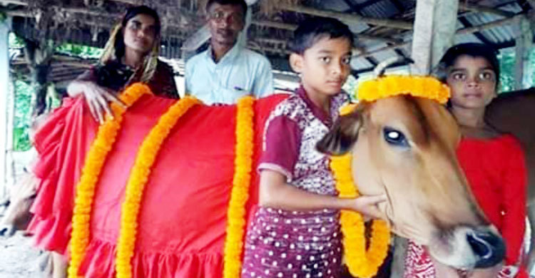 Ali to give sacrifice to cow in the name of Sheikh Hasina